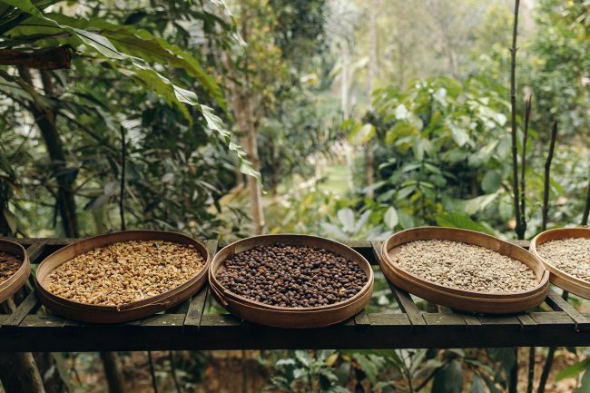 Exploring Bali' Coffee Plantations