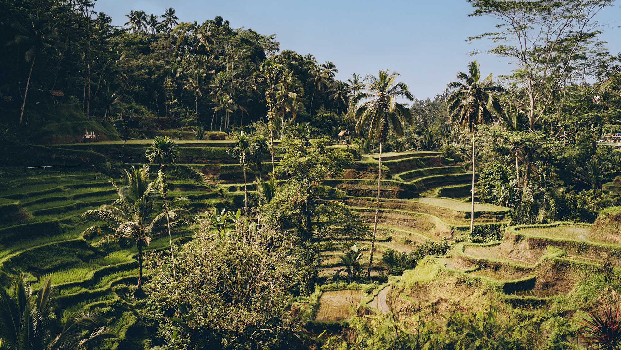 Tegallalang Rice Terraces - Bali Tour and Activities